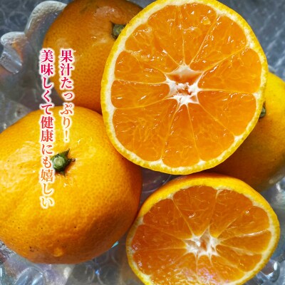 愛媛みかん 10kg 温州 早生みかん