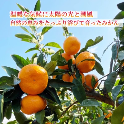愛媛みかん 10kg 温州 早生みかん