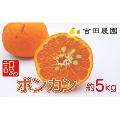 【高評価★4.3】 数量限定 先行受付 訳あり ポンカン 5kg みかん 吉田農園 愛南町 愛媛県