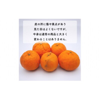 【高評価★4.3】 数量限定 先行受付 訳あり ポンカン 5kg みかん 吉田農園 愛南町 愛媛県