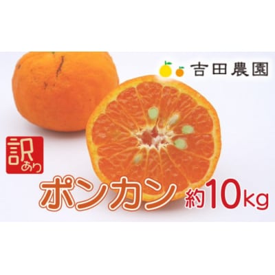 数量限定 先行受付 訳あり ポンカン 10kg みかん 国産 吉田農園 愛南町 愛媛県