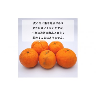 数量限定 先行受付 訳あり ポンカン 10kg みかん 国産 吉田農園 愛南町 愛媛県