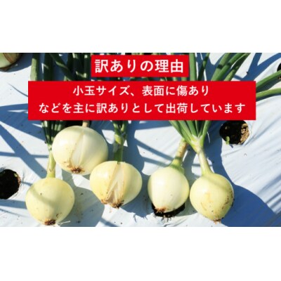 訳あり 新たまねぎ 5kg シルクオニオン   発送:11月上旬~