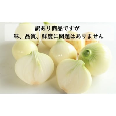訳あり 新たまねぎ 5kg シルクオニオン   発送:11月上旬~