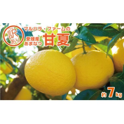 【訳あり】 マルハラファーム 甘夏 7kg