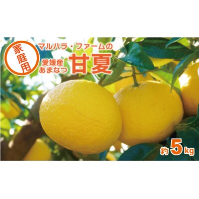 【家庭用】 マルハラファーム 甘夏 5kg
