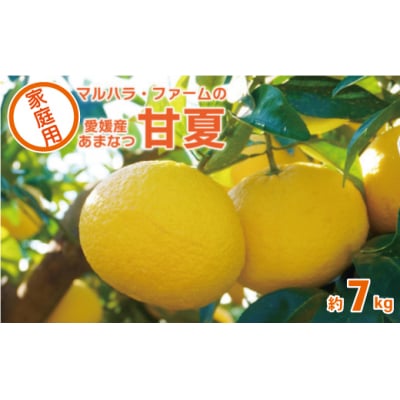 【家庭用】 マルハラファーム 甘夏 7kg
