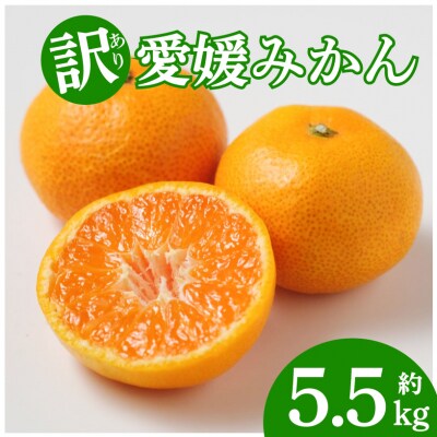 数量限定 訳あり愛媛みかん5.5kg