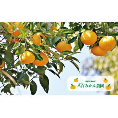 【 先行受付 】 八百みかん農園 の 完熟 甘夏 10kg