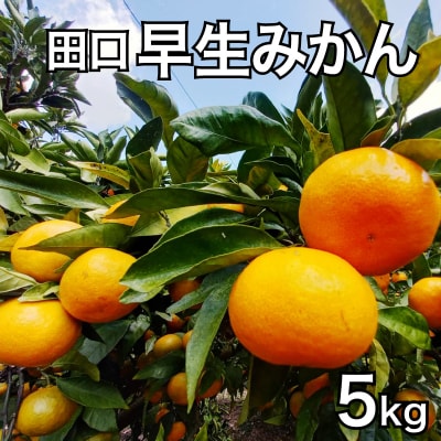 田口早生みかん 5kg  青果市場 発送期間:2023年11月下旬～12月(なくなり次第終了)