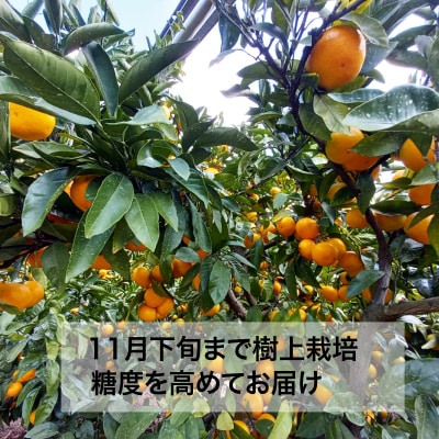 田口早生みかん 5kg  青果市場 発送期間:2023年11月下旬～12月(なくなり次第終了)
