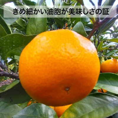 田口早生みかん 5kg  青果市場 発送期間:2023年11月下旬～12月(なくなり次第終了)