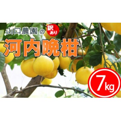 先行受付 訳あり 河内晩柑 7kg 山口農園 発送期間: 4月～7月 (なくなり次第終了)