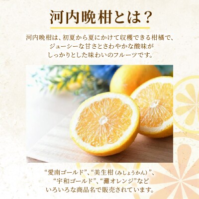 先行受付 訳あり 河内晩柑 7kg 愛南ゴールド 愛媛県 愛南町 山口農園 