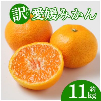 訳あり 愛媛みかん 約11kg 和家農園 発送期間:2023年11月上旬～12月下旬(なくなり次第