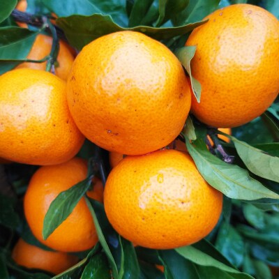 訳あり 愛媛みかん 約3kg みかん 蜜柑 温州みかん オレンジ 果物 愛媛県 愛南町 和家農園