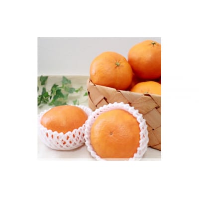 先行受付 数量限定 甘平 3kg 約14玉 吉本農園 送料無料 発送期間:2024年2月1日～