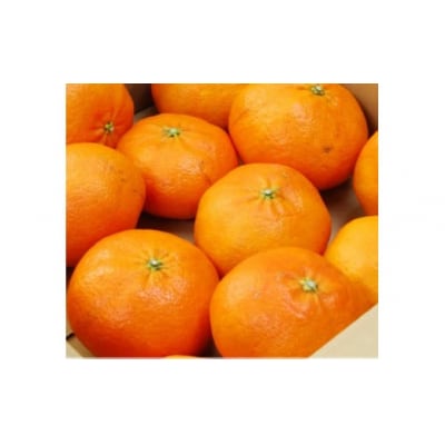 先行受付 数量限定 甘平 3kg 約14玉 吉本農園 送料無料 発送期間:2024年2月1日～