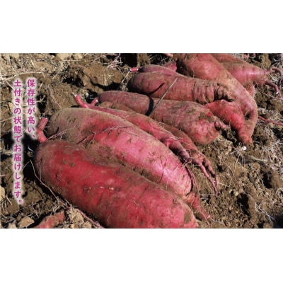 訳あり 紅はるか 10kg サイズミックス サツマイモ やきいも 焼き芋 甘い ねっとり 土付き 芋