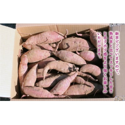 訳あり 紅はるか 10kg サイズミックス サツマイモ やきいも 焼き芋 甘い ねっとり 土付き 芋
