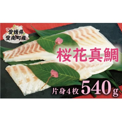 桜花 真鯛 切り身 4柵 合計 540g ( 270g ×2 パック ) 朝〆 まだい 鯛 愛南町