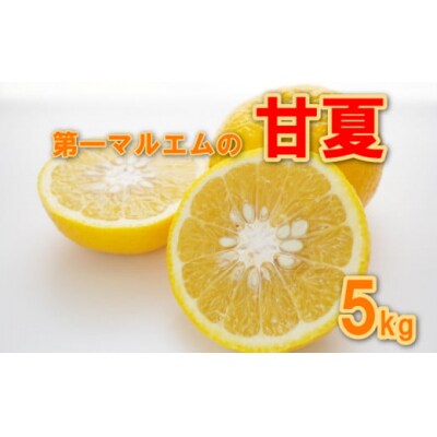 先行受付 甘夏 秀品 5kg 第一マルエム 減農薬 みかん 柑橘 フルーツ 愛媛県 愛南町