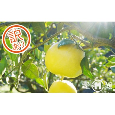 訳あり 第一マルエムの新女王( 文旦 ) 8kg