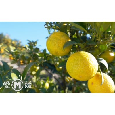 訳あり 第一マルエムの黄金柑(おうごんかん)5kg