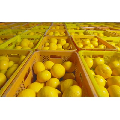 【訳あり】第一マルエムの甘夏 10kg