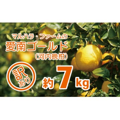 【 先行受付 】 マルハラファーム 訳あり 河内晩柑 7kg みかん かわちばんかん 愛南ゴールド