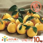 【訳あり】みかん職人の河内晩柑 小粒っ子 10kg 先行受付 河内晩柑 柑橘 みかん職人武田屋