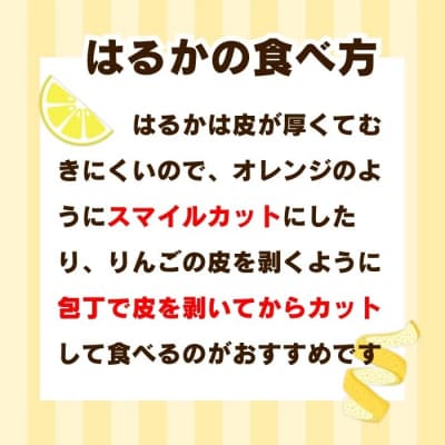 先行受付 訳あり はるか 7kg みかん 柑橘 フルーツ 果物 みかん職人武田屋