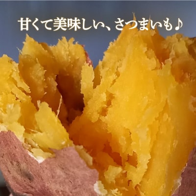訳あり 熟成さつまいも 紅はるか 10kg 2S～3Lサイズ 愛南町青果市場