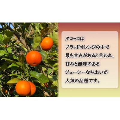 訳あり ブラッドオレンジ タロッコ 約5kg 柑橘 フルーツ 果物 みかん エニシトラス