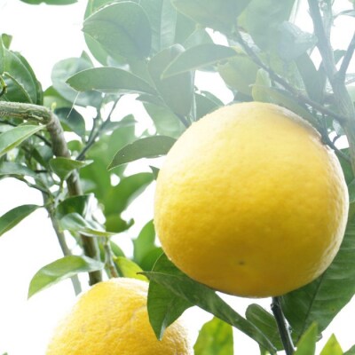 訳あり 愛南ゴールド 4kg みかん 蜜柑 果物 愛媛県 柑橘 河内晩柑 結園 愛南町