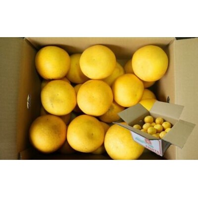 訳あり 愛南ゴールド 5kg  Sサイズ みかん 蜜柑  果物 愛媛県 愛南町 和家農園