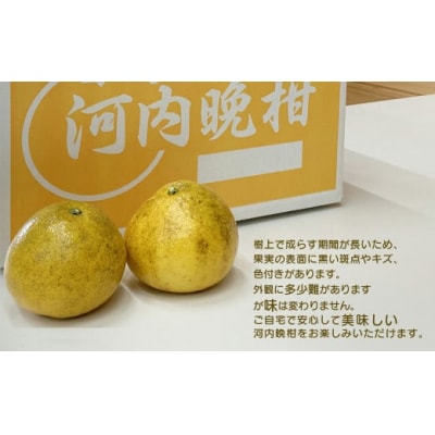 訳あり 河内晩柑 約3kg 柑橘 みかん 果物  フルーツアイランド・マルエム直販 愛媛県 愛南町