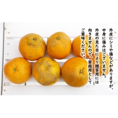 訳あり 紅 河内晩柑 ( S - L サイズ 混合 )10kg 7000円 農家直送 愛媛県 愛南町