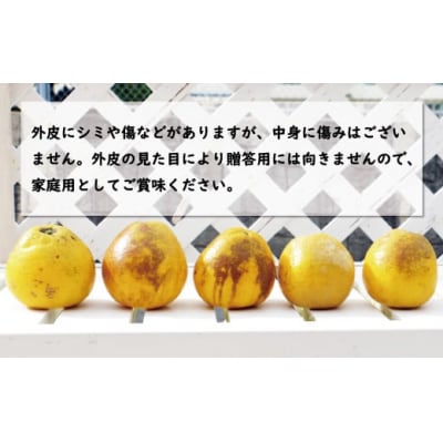 訳あり 河内晩柑 樹齢 20年以上 10kg ( サイズおまかせ)