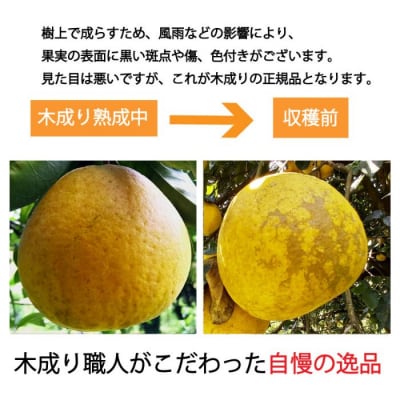 愛南ゴールド ( 河内晩柑 ) 6kg 愛南町 青果市場 発送: 7月下旬～ (なくなり次第終了)