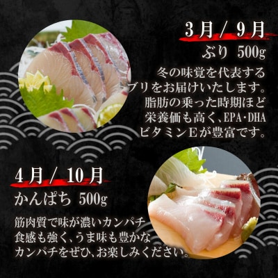 定期便 6回 刺身 鮮魚 冷凍 真空 パック 旬 かつお タイ ブリ シマアジ カンパチ 高級