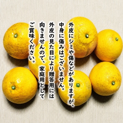【先行予約】河内晩柑 8kg +傷み保証1kg 8000円 愛媛県 愛南町 塚岡農園