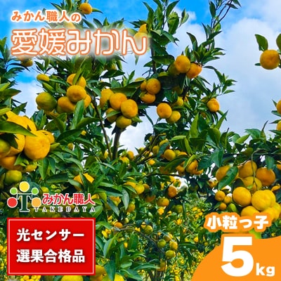 訳あり 愛媛みかん 小粒っ子 約5kg ミカン 蜜柑 みかん職人武田屋 愛南町