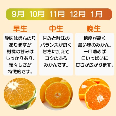 訳あり 愛媛みかん 小粒っ子 約5kg ミカン 蜜柑 みかん職人武田屋 愛南町