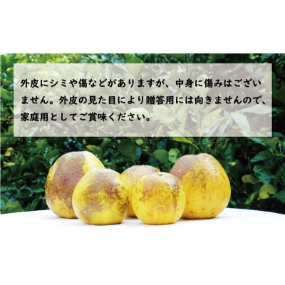 訳あり 河内晩柑 樹齢 30年以上 10kg みかん 規格外 柑橘 愛南町 愛媛県 果樹園みどり