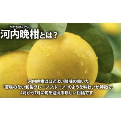 おはよう!オーラプテン河内晩柑 280ml×24本 伊方サービス 機能性表示食品 オーラプテン