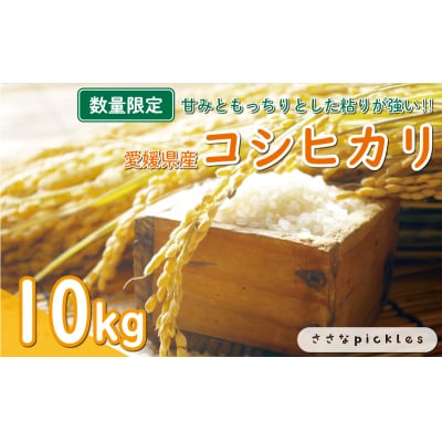 新米 令和6年産 コシヒカリ 10kg お米 白米 米 こめ 精米  愛南町 愛媛県 ささなピクルス