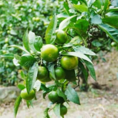 【家庭用】 石川さんの 愛媛みかん ( 極早生 ) 5kg【発送時期:9月下旬～なくなり次第】