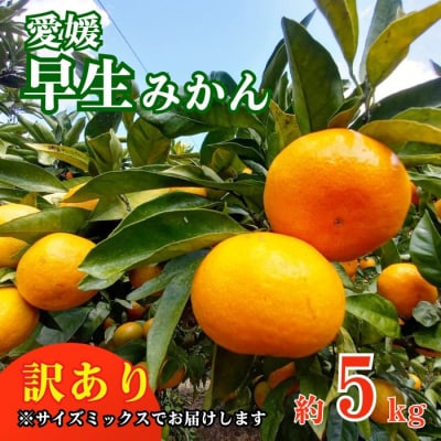 訳あり 愛媛みかん 早生みかん 5kg 愛南町 青果市場 発送:24年11月初旬～11月末