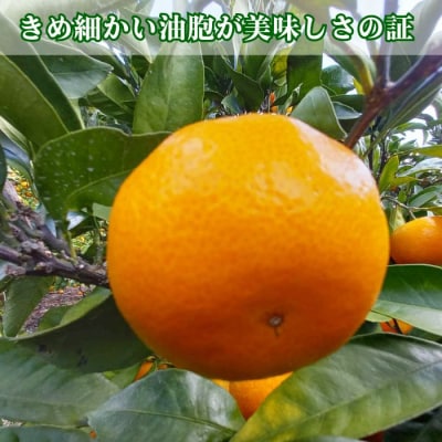訳あり 愛媛みかん 早生みかん 5kg 愛南町 青果市場 発送:24年11月初旬～11月末